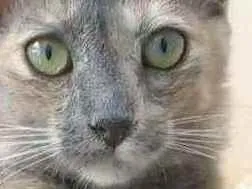 Gato ra a srd tricolor idade 2 a 6 meses nome SUZY 2