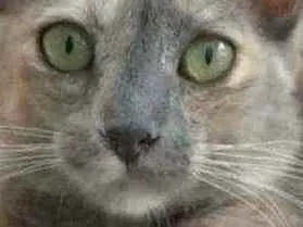Gato ra a srd tricolor idade 2 a 6 meses nome ** SUZY 2 **