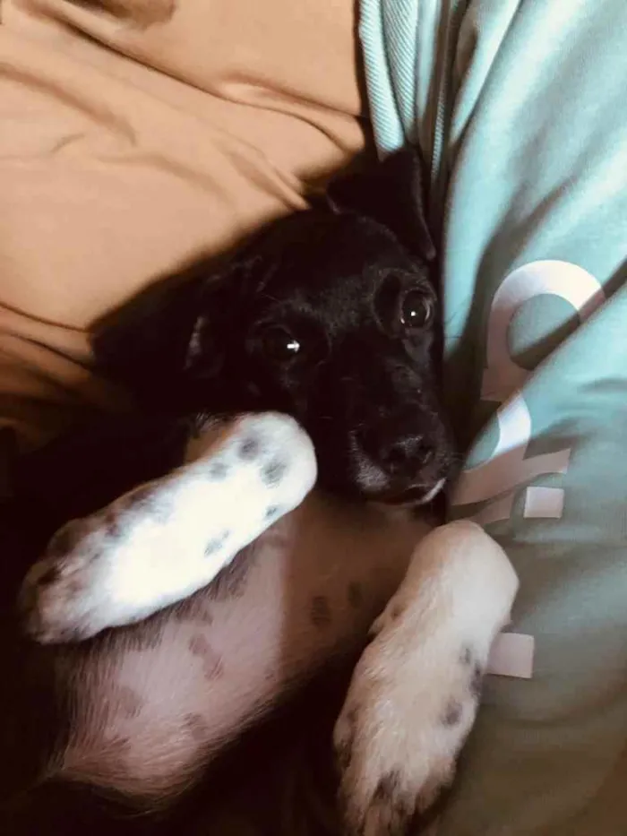Cachorro raça Indefinida idade 2 a 6 meses nome Tulipa