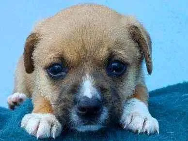 Cachorro raça Vira lata idade Abaixo de 2 meses nome Billy