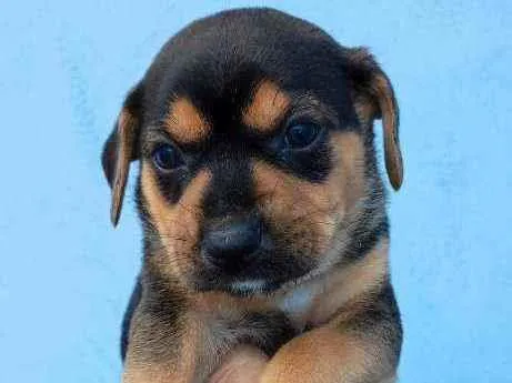 Cachorro raça Vira lata idade Abaixo de 2 meses nome Mike