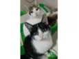 Ton e Jerry