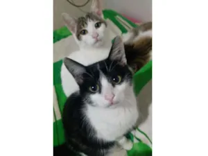 Gato raça Felinos idade 2 a 6 meses nome Ton e Jerry
