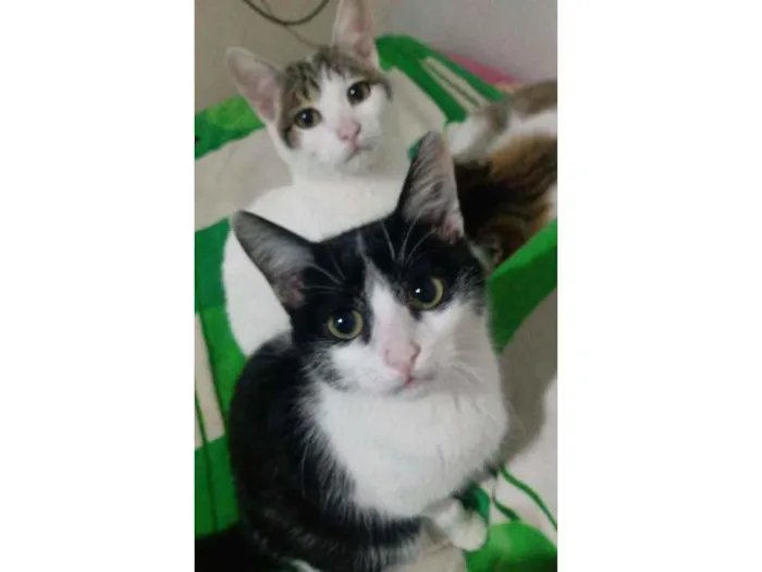 Gato ra a Felinos idade 2 a 6 meses nome Ton e Jerry