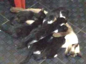 Gato raça Genérica idade 2 a 6 meses nome Gatos preto