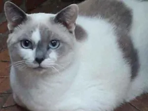 Gato raça SRD idade 1 ano nome BIANCA