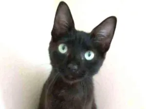 Gato raça Srd idade 2 a 6 meses nome xx IARA xx