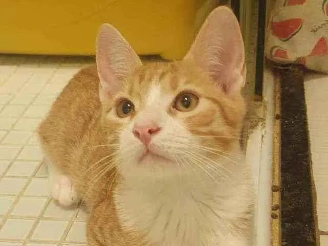 Gato ra a SRD idade 2 a 6 meses nome ,...................