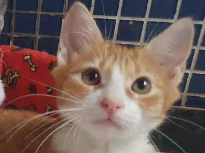 Gato ra a SRD idade 2 a 6 meses nome .