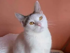 Gato raça Srd idade 2 anos nome ** AYANA **