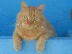 Gato raça Angorá idade 5 anos nome Júnior