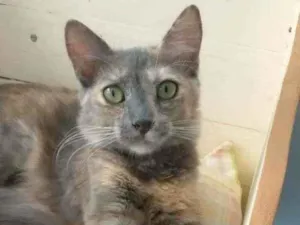 Gato raça srd tricolor idade 2 a 6 meses nome ** SUZY 2 **