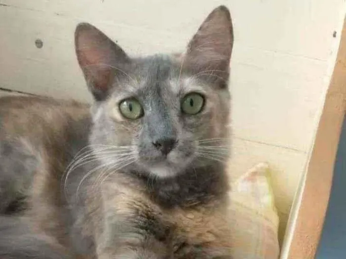 Gato ra a srd tricolor idade 2 a 6 meses nome ** SUZY 2 **