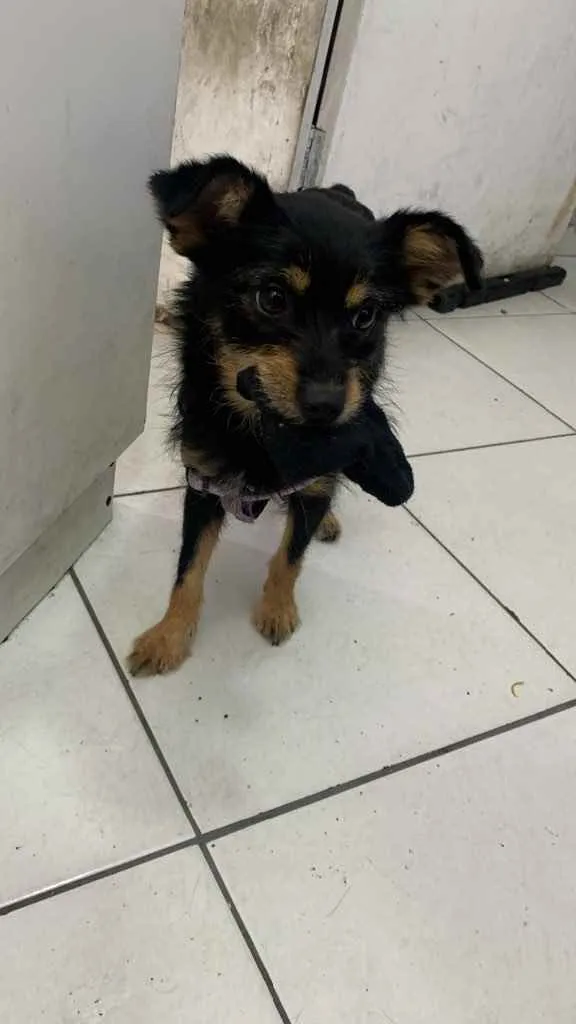 Cachorro raça Mistura com Pinscher idade 2 anos nome Estopinha