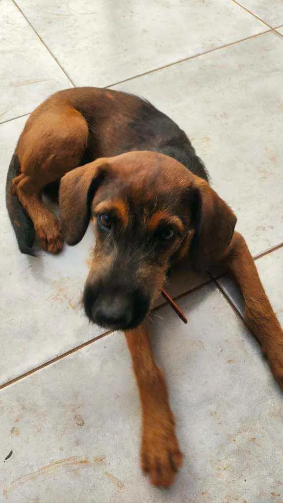 Cachorro ra a Sem raça definida idade 2 a 6 meses nome Julio