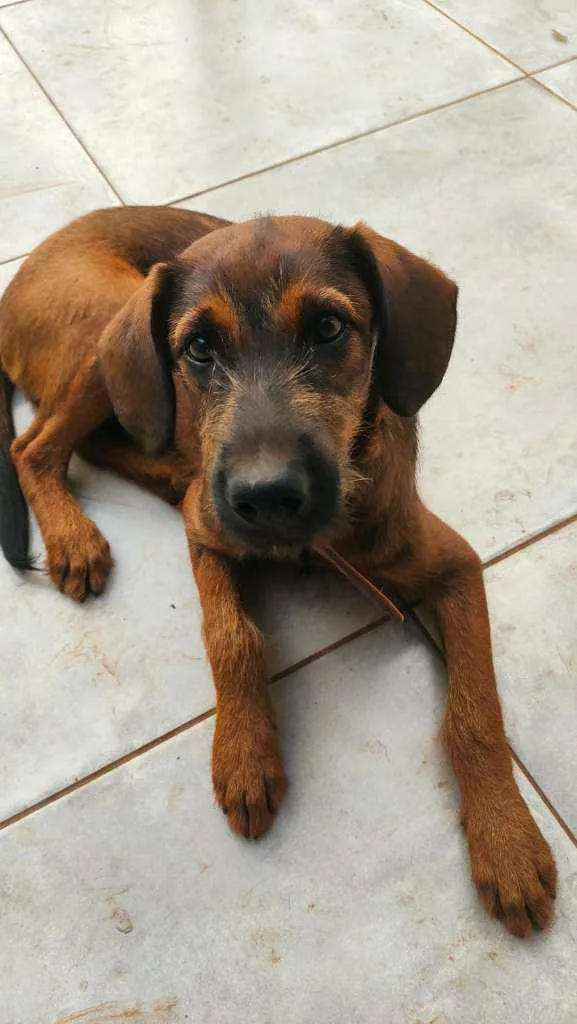 Cachorro ra a Sem raça definida idade 2 a 6 meses nome Julio