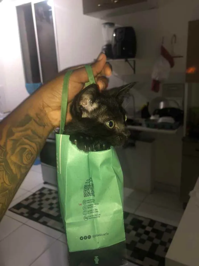 Gato ra a Bombaim  idade 2 a 6 meses nome Apollo