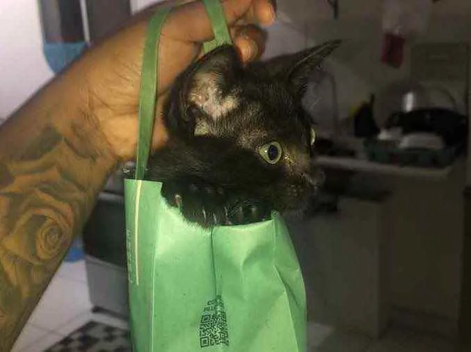 Gato ra a Bombaim  idade 2 a 6 meses nome Apollo