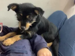 Cachorro raça Mistura com Pinscher idade 2 anos nome Estopinha