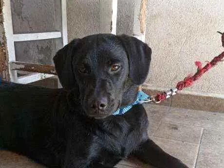 Cachorro ra a Vira lata pastor alemão  idade 2 a 6 meses nome Alê 