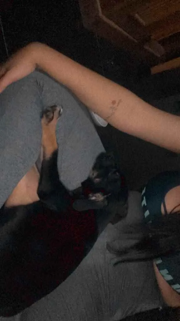 Cachorro ra a Viralata  idade 2 a 6 meses nome Damas 