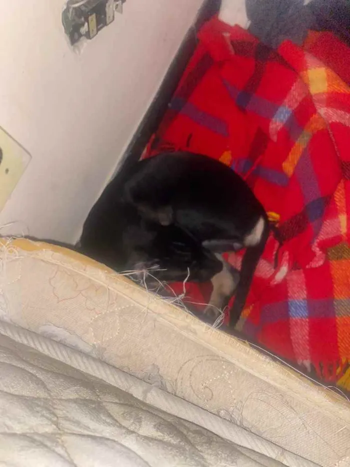 Cachorro ra a Viralata  idade 2 a 6 meses nome Damas 