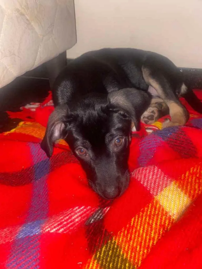 Cachorro ra a Viralata  idade 2 a 6 meses nome Damas 