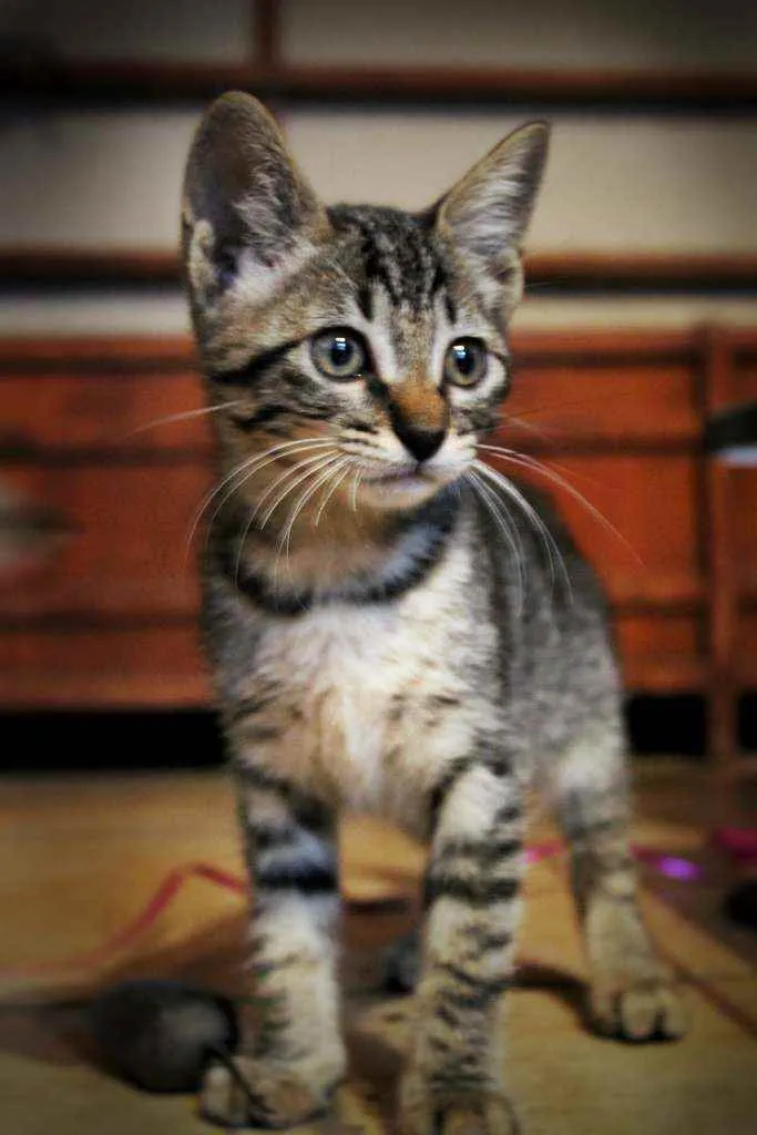 Gato ra a SRD idade 2 a 6 meses nome GRAFITE,