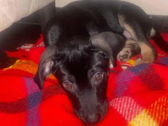 Cachorro ra a Viralata  idade 2 a 6 meses nome Damas 