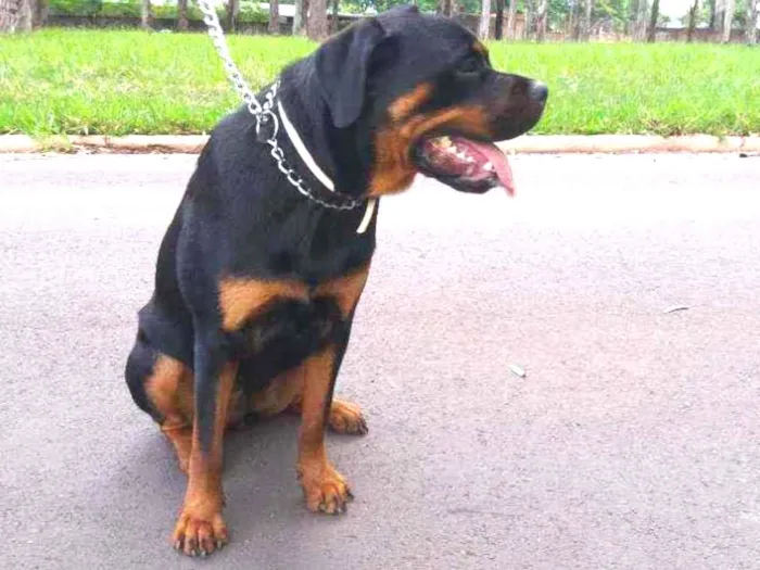 Cachorro ra a Rottweiler idade 2 anos nome Maya