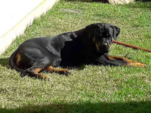 Cachorro ra a Rottweiler idade 2 anos nome Maya