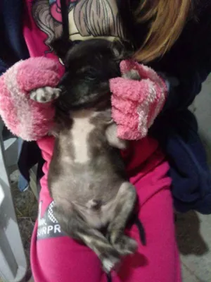 Cachorro raça Não sabemos idade 2 a 6 meses nome Quick