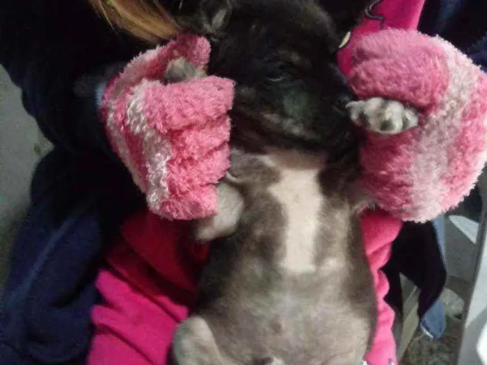 Cachorro ra a Não sabemos idade 2 a 6 meses nome Quick