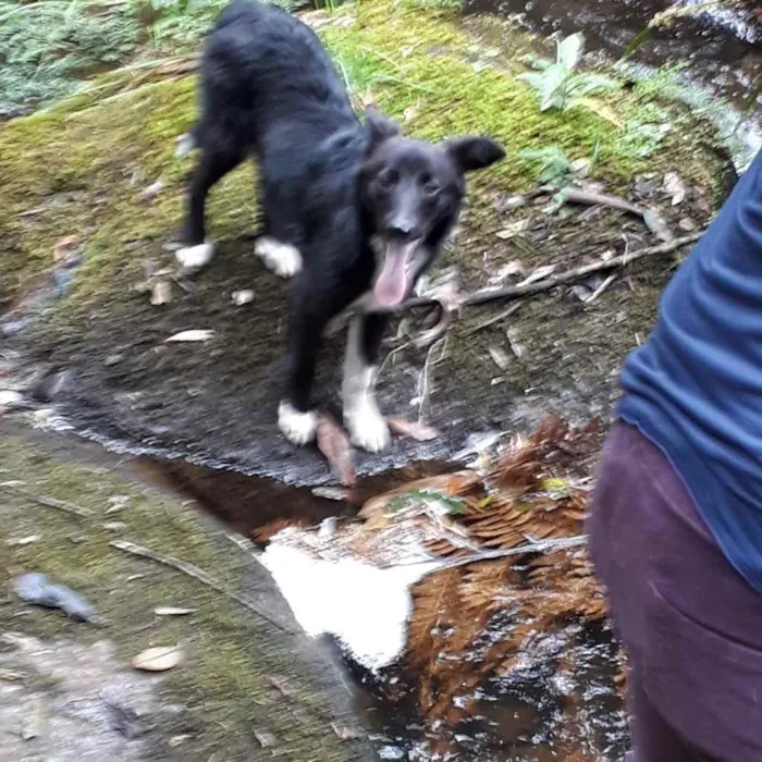 Cachorro ra a Sem raça  idade 4 anos nome Lina