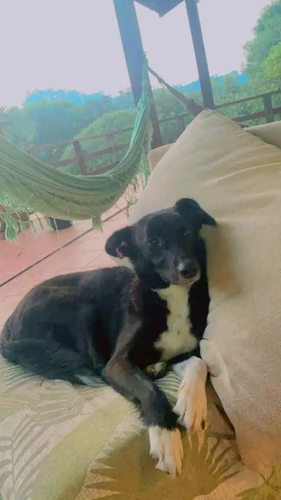 Cachorro ra a Sem raça  idade 4 anos nome Lina