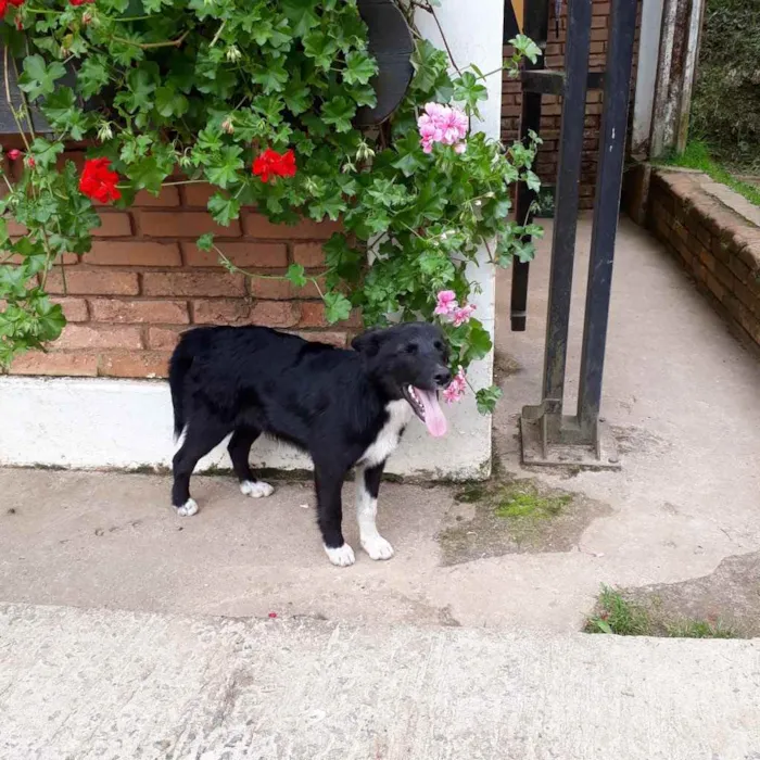 Cachorro ra a Sem raça  idade 4 anos nome Lina