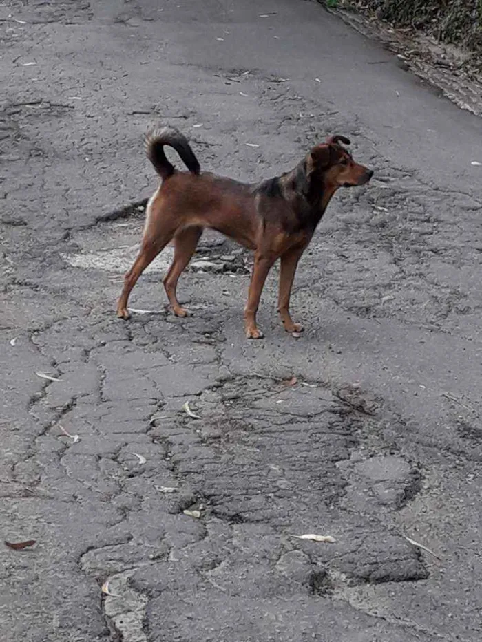 Cachorro ra a Sem raça definida idade 3 anos nome Keyth