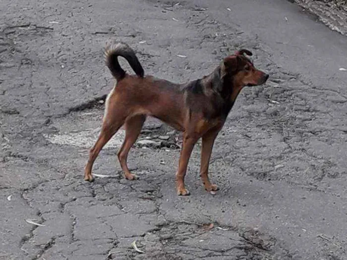 Cachorro ra a Sem raça definida idade 3 anos nome Keyth