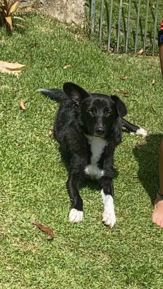 Cachorro ra a Sem raça  idade 4 anos nome Lina