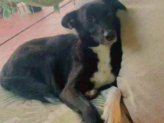 Cachorro ra a Sem raça  idade 4 anos nome Lina