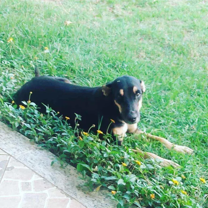 Cachorro ra a Srd idade 1 ano nome Lina