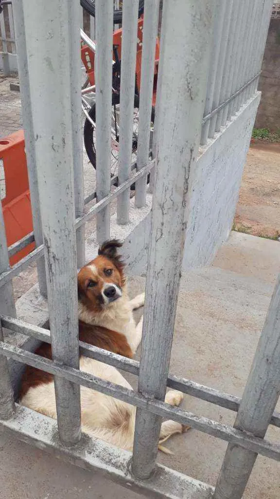 Cachorro ra a Viralata idade 3 anos nome Tufão