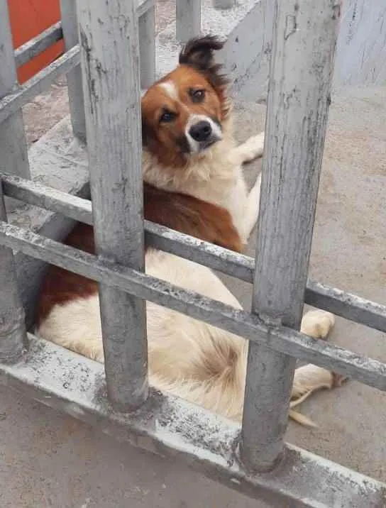 Cachorro ra a Viralata idade 3 anos nome Tufão