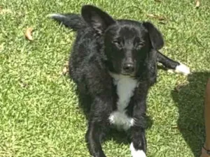 Cachorro raça Sem raça  idade 4 anos nome Lina