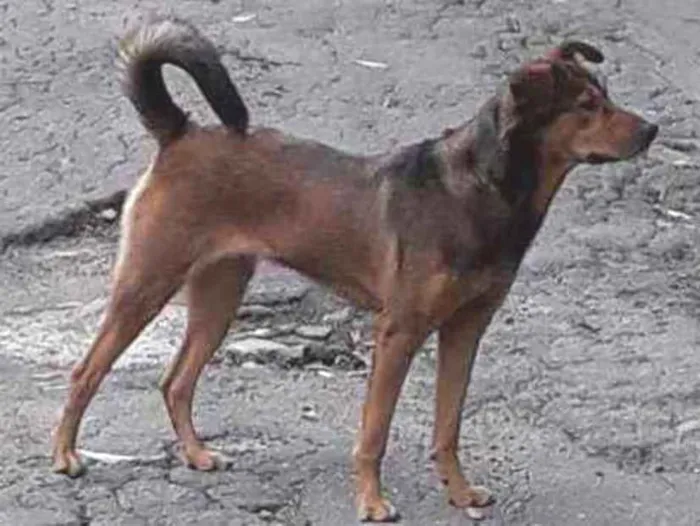 Cachorro ra a Sem raça definida idade 3 anos nome Keyth