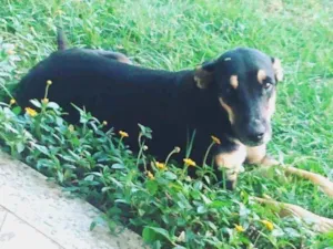 Cachorro raça Srd idade 1 ano nome Lina
