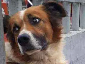 Cachorro raça Viralata idade 3 anos nome Tufão