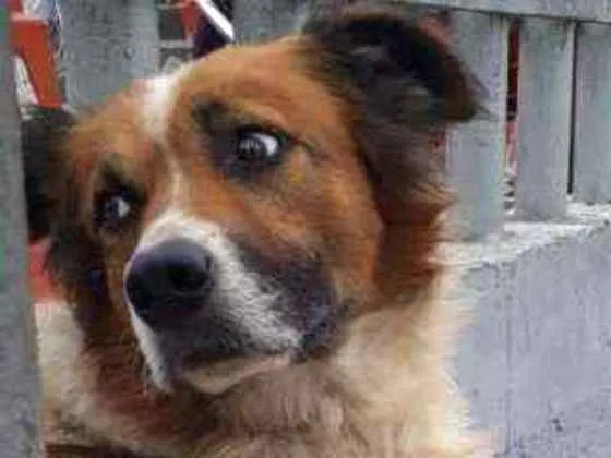 Cachorro ra a Viralata idade 3 anos nome Tufão