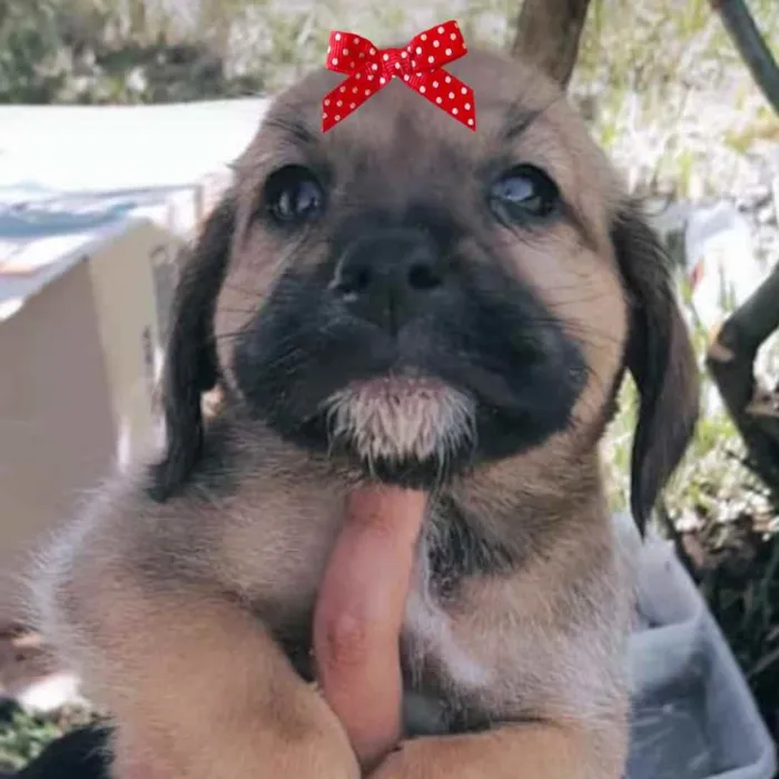 Cachorro ra a Mestiça  idade 2 a 6 meses nome Sofia 