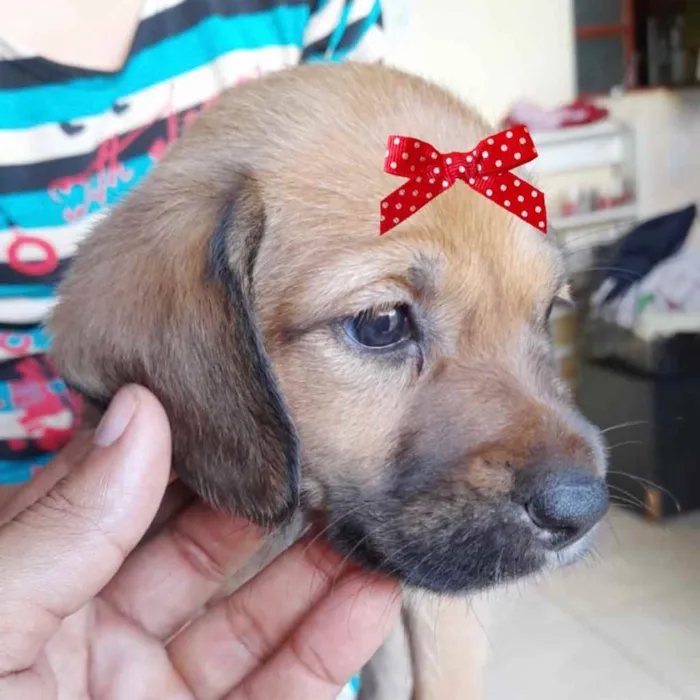 Cachorro ra a Mestiça  idade 2 a 6 meses nome Sofia 